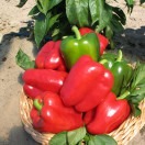Paprika Gigant F1 0,2g 