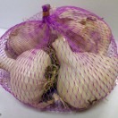 Cesnak ozimný Messidrome 5 ks Cesnak ozimný Messidrome 5 ks