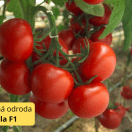 Rajčiak kolíkový Barbados RZ F1 100s