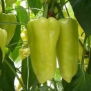 Paprika POSONIUM F1- 50s