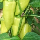 Paprika PROMONTOR F1- 250s