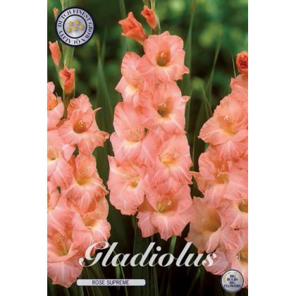 Gladiolus - Rose Supreme 10ks