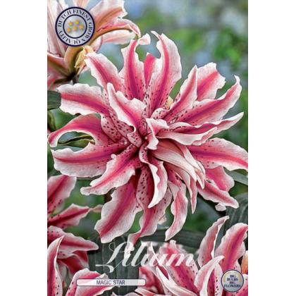 Lilium - Magic Star 1ks