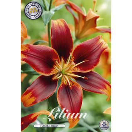 Lilium - Forever Susan 2ks