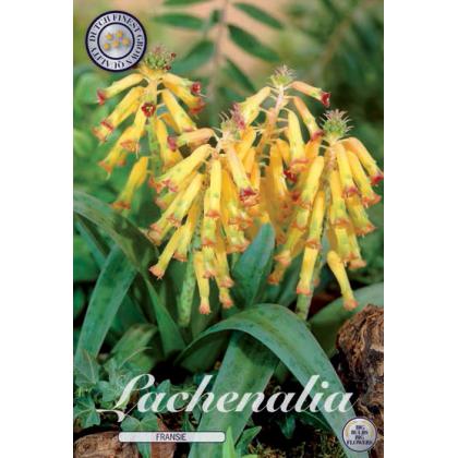 Lachenalia 5ks