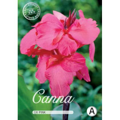 Canna - Pink 1ks