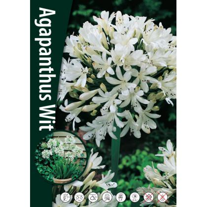Agapanthus - White 1ks