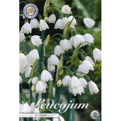 Leucojum Aestivum /Bleduľa/ 10ks