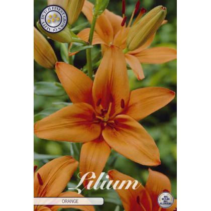 Lilium Asiatic Orange 2ks