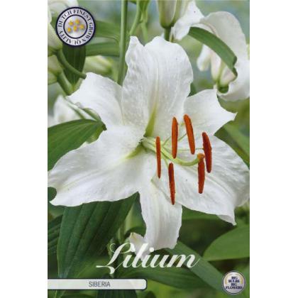 Lilium Oriental- Siberia 2ks