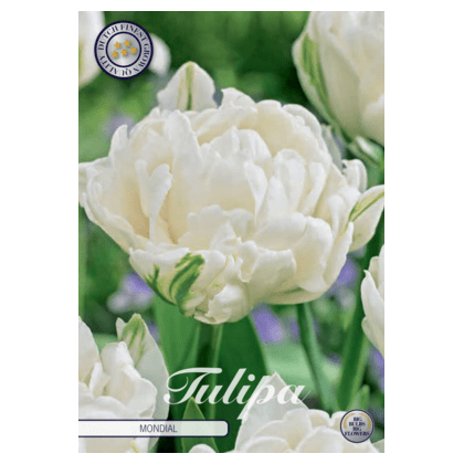 Tulipán Douple Early - Mondial 7ks Tulipán Douple Early - Mondial 7ks