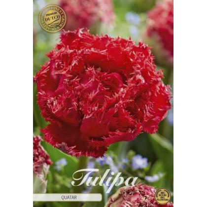 Tulipán Fringed Double- Quatar 7ks