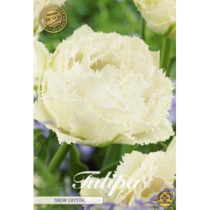 Tulipán Fringed Double- Snow Crystal 7ks