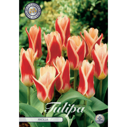 Tulipán Kaufmanniana- Ancilla 7ks