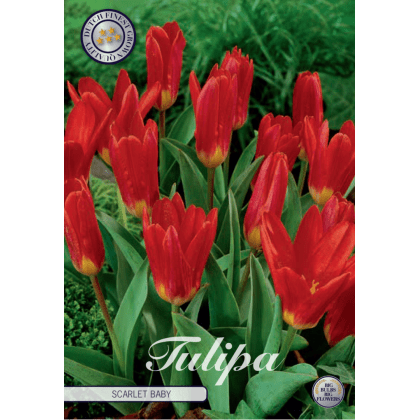 Tulipán Kaufmanniana- Scarlet Baby 10ks
