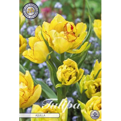 Tulipán Multiflora- Aquilla 7ks