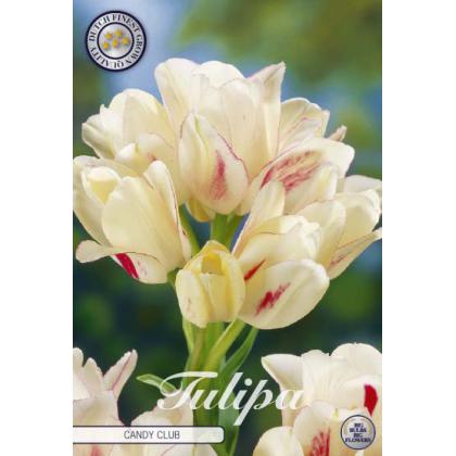 Tulipán Multiflora- Candy Club 7ks