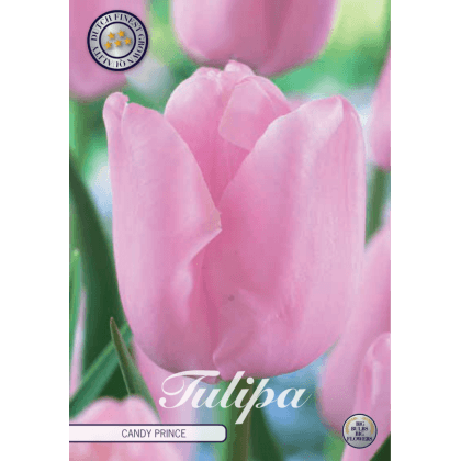 Tulipán Single Late- Candy Prince 10ks