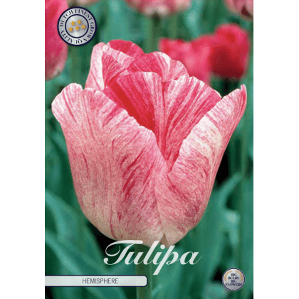 Tulipán triumph- Hemisphere 7ks