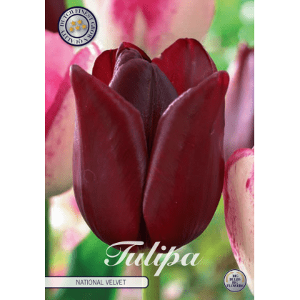 Tulipán triumph- National Velvet 7ks