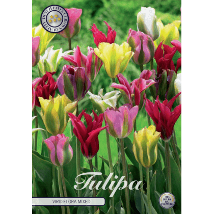 Tulipán Viridiflora- Mix 7ks
