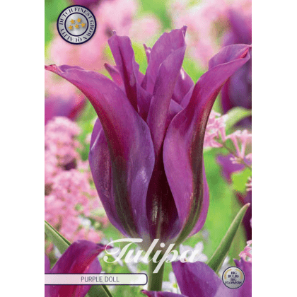 Tulipán Viridiflora- Purple Doll 7ks