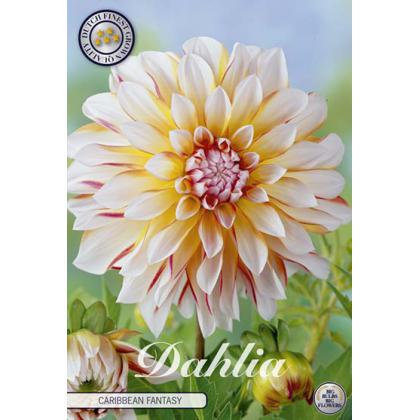 Dahlia -Caribbean Fantasy 1ks