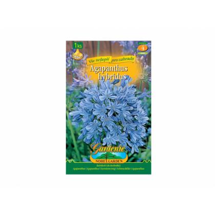 Agapanthus - Blue 1ks