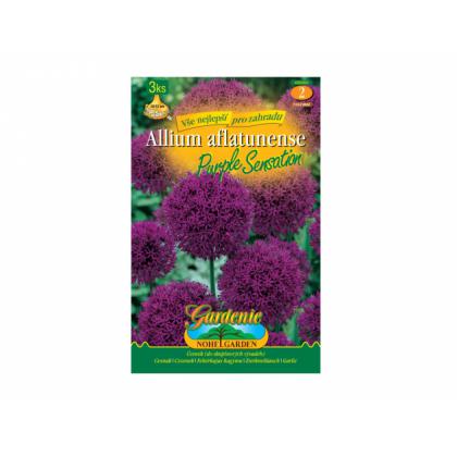 Cesnak okrasný, veľkokvetý - Purple Sensation 3ks Cesnak okrasný, veľkokvetý - Purple Sensation 3ks