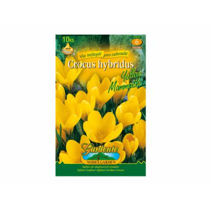 Krókus Yellow Mammouth 10ks