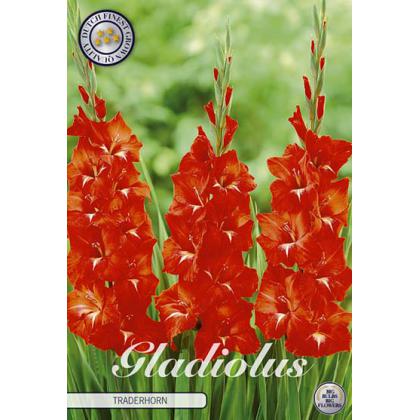Gladiola Tradehorn 10ks