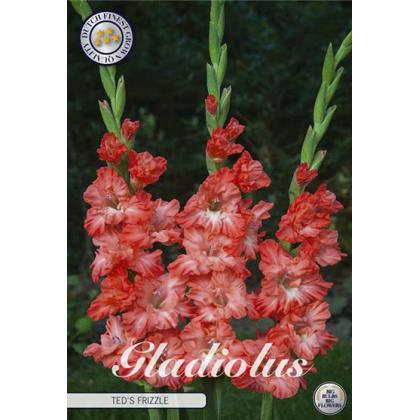 Gladiola Ted´s Frizzle 10ks