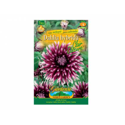 Dahlia CLAIR OBSCURA 1ks