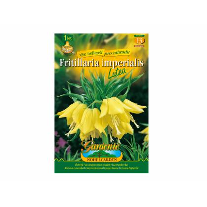 Fritillaria(korunkovka) - Lutea 1ks