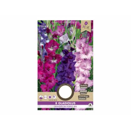 Gladiolus PURPLE mix 8ks