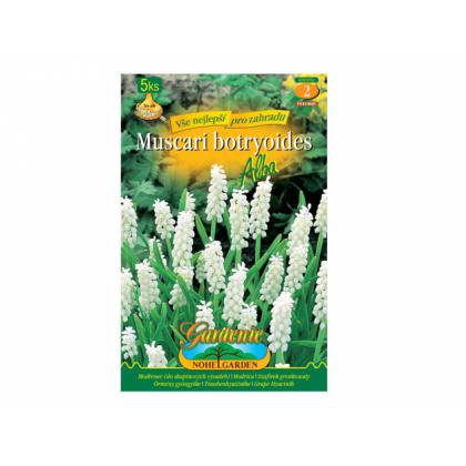 Muscari(modrica) - biela 5ks