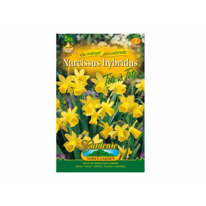 Narcis- Tete a Tete 5ks