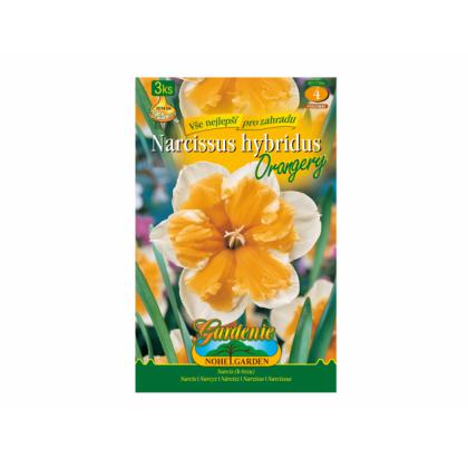 Narcis- Orangery 3ks Narcis- Orangery 3ks