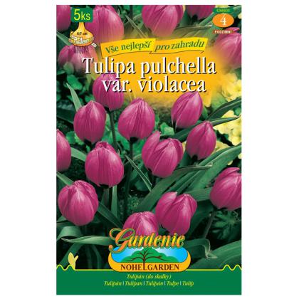 Tulipán botanický- Little Beauty 5ks