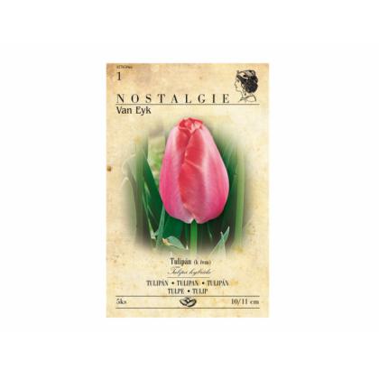 Tulipán, Darwinowy hybridy- Van Eyk 5ks