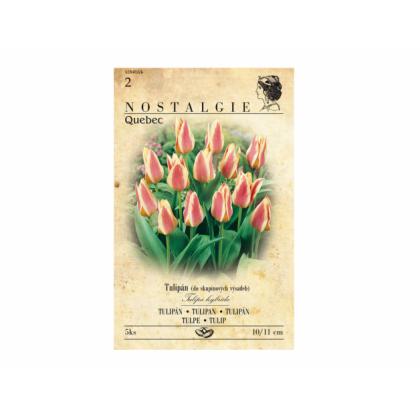 Tulipán, Greigii hybridy - Quebec 5ks