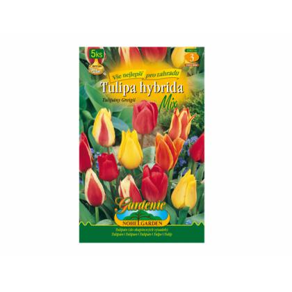 Tulipán, Greigii hybridy mix 5ks