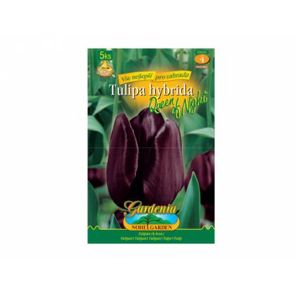Tulipán, jednoduchý neskorý Cottage - Queen of Night 5ks 