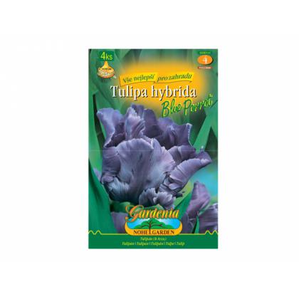 Tulipán papagájovitý- Blue Parrot 4ks