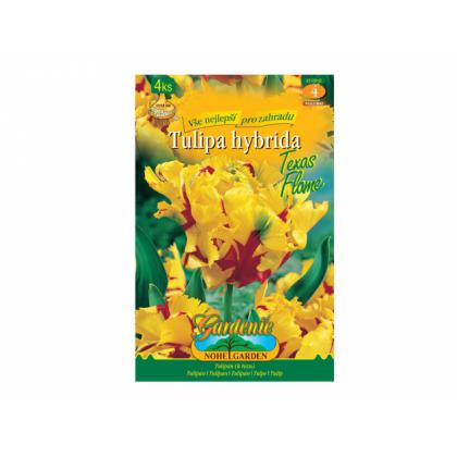 Tulipán papagájovitý- Texas Flame 4ks