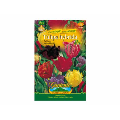 Tulipán papagájovitý- mix 5ks