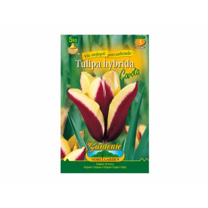 Tulipán triumph- Gavota 5ks