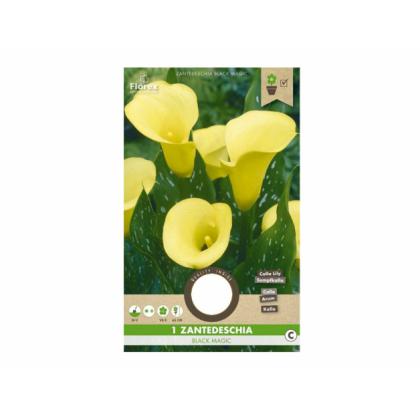 Kala (zantedeschia) BLACK MAGIC 1ks