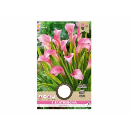 Kala (zantedeschia) REHMANII PINK 1ks