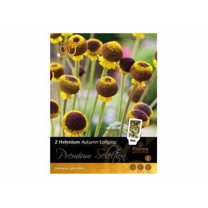 Helenium (záplevák) LOLLIPOP 2ks